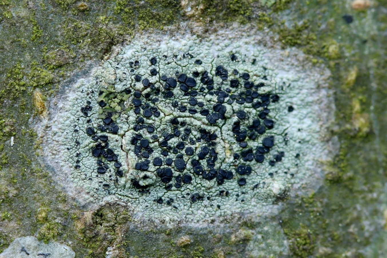 image1